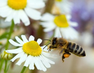 Μέλισσα σε άνθη